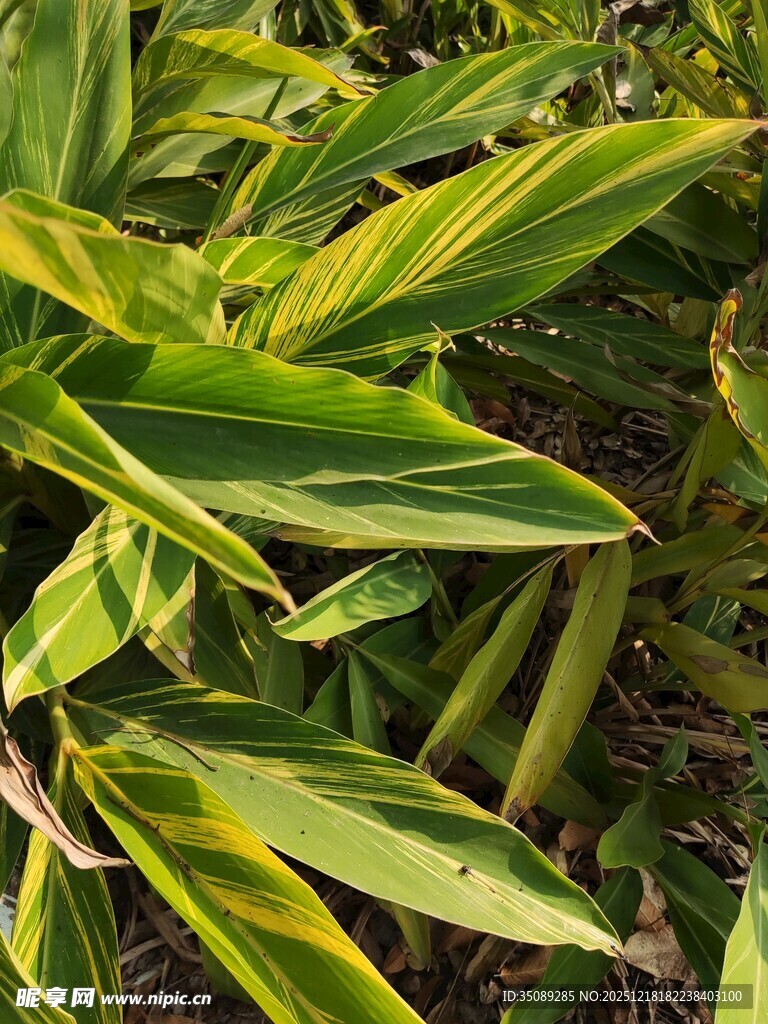 黄绿条纹叶片的植物