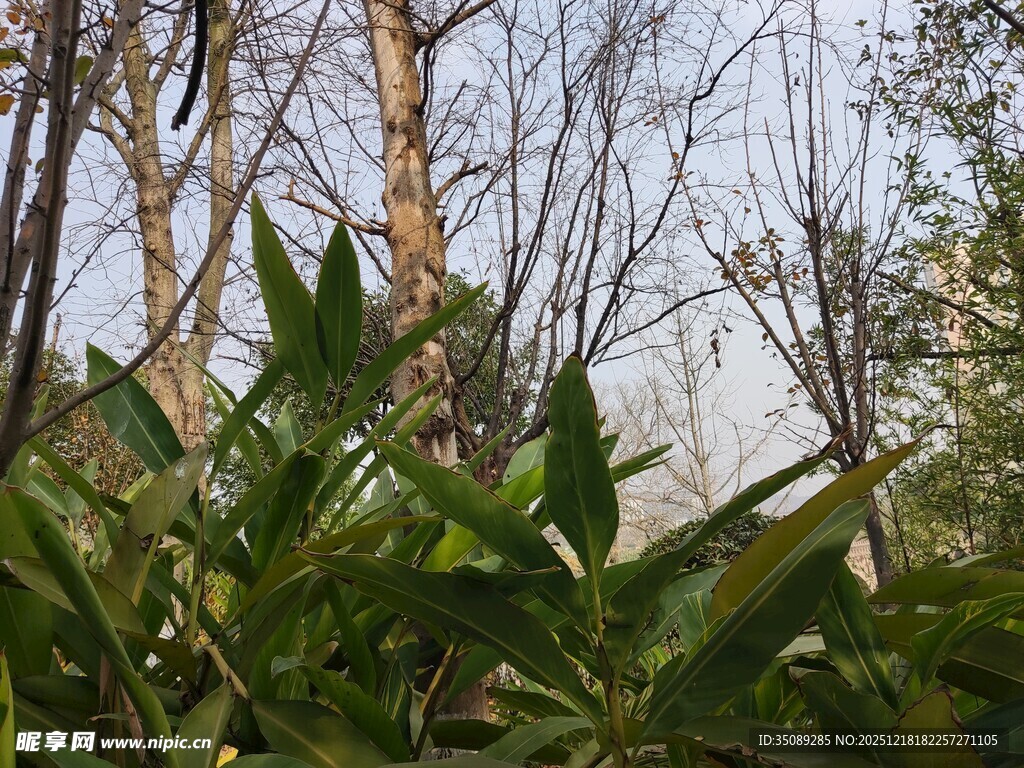 林间绿植与枯木景观