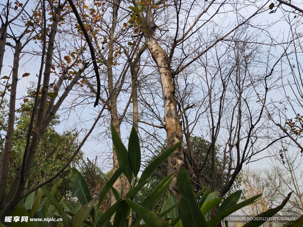 冬日枯树旁的绿植景象