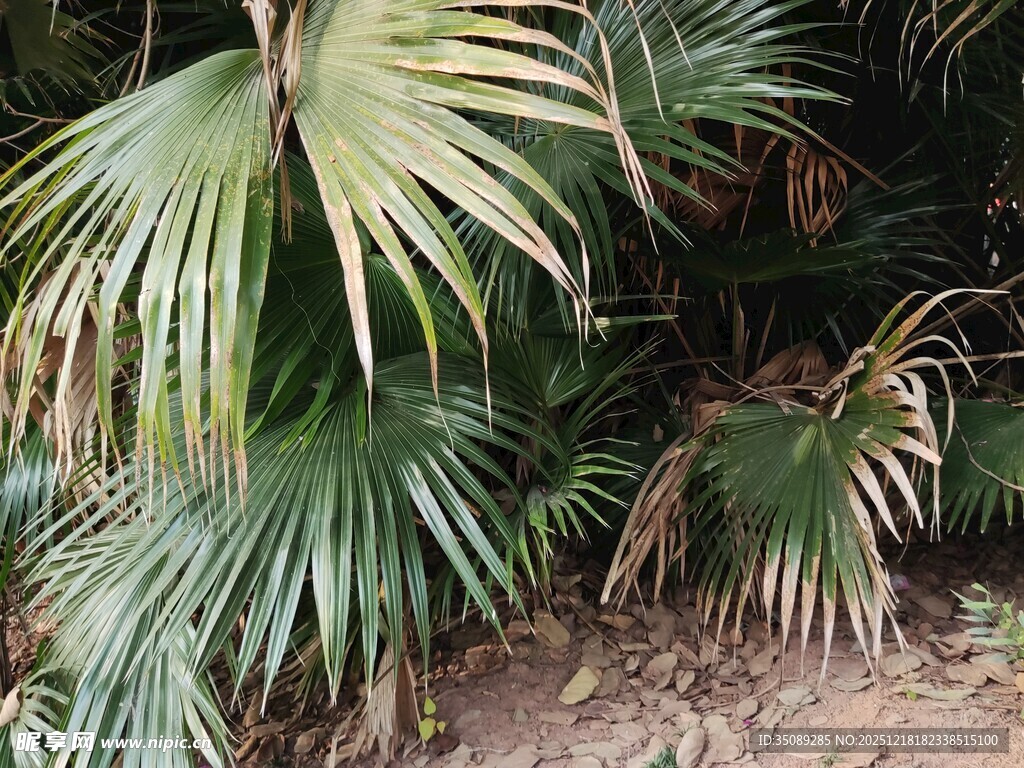 翠绿棕榈叶尽显自然生机