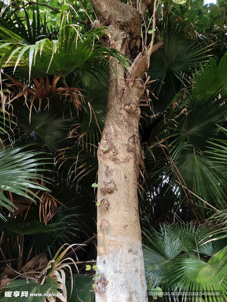 树干旁的繁茂热带植物