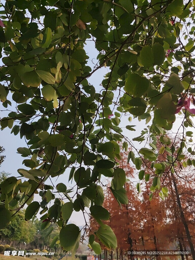 秋日林间枝叶与远处红树