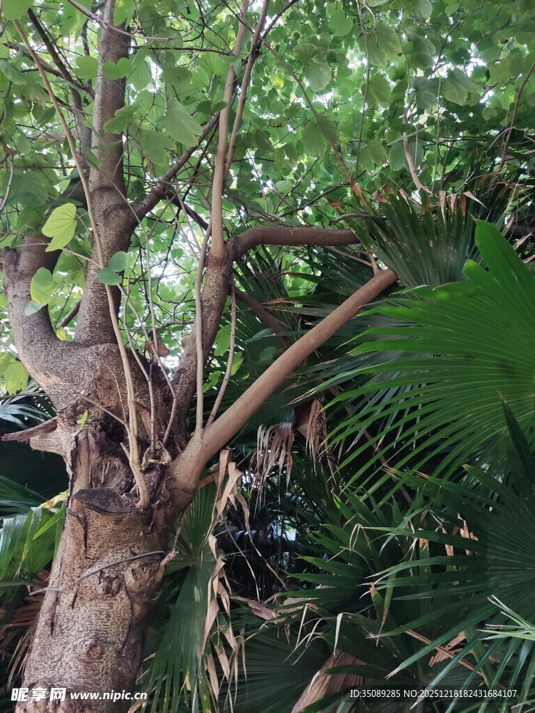 繁茂大树与周边绿植景观