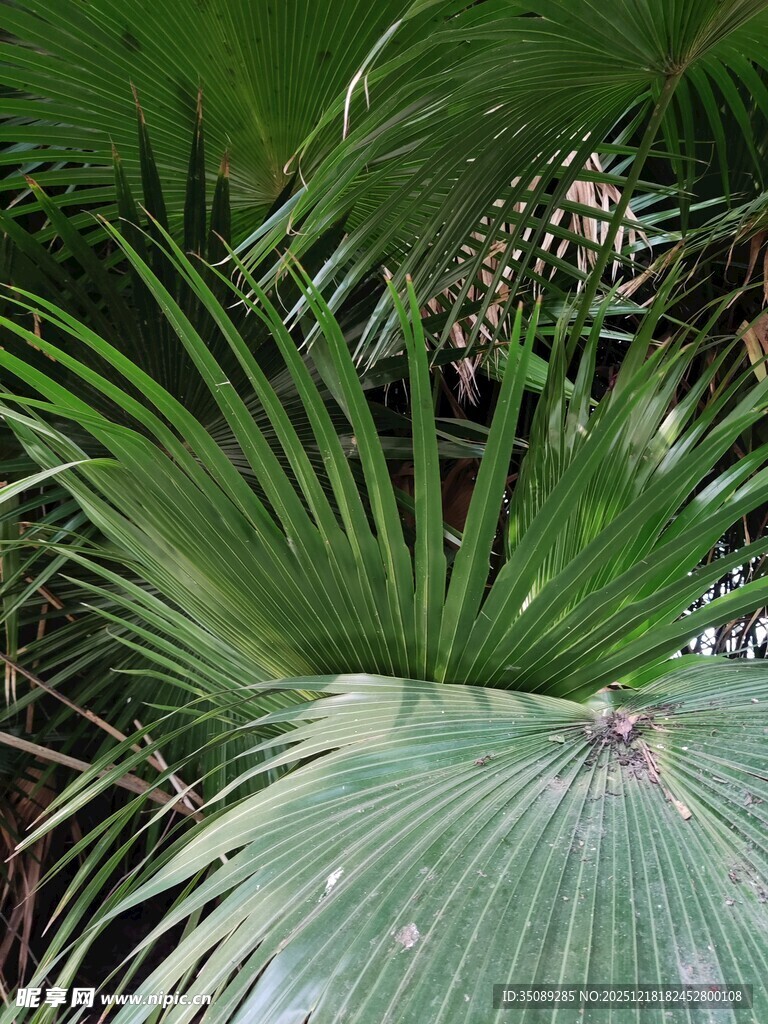 翠绿扇形棕榈叶特写