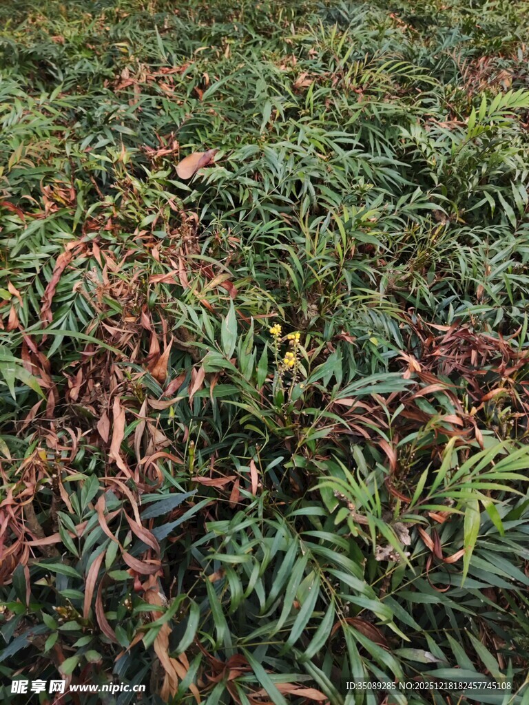 地面上的多彩植物叶片