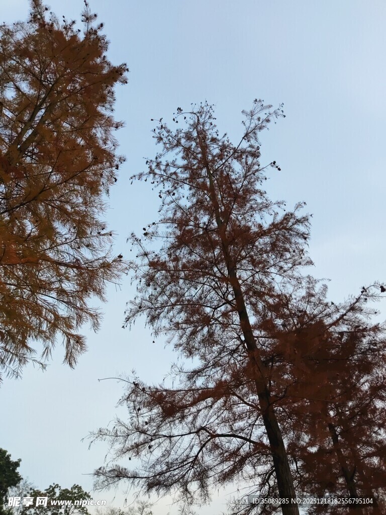 秋日挺拔水杉树景