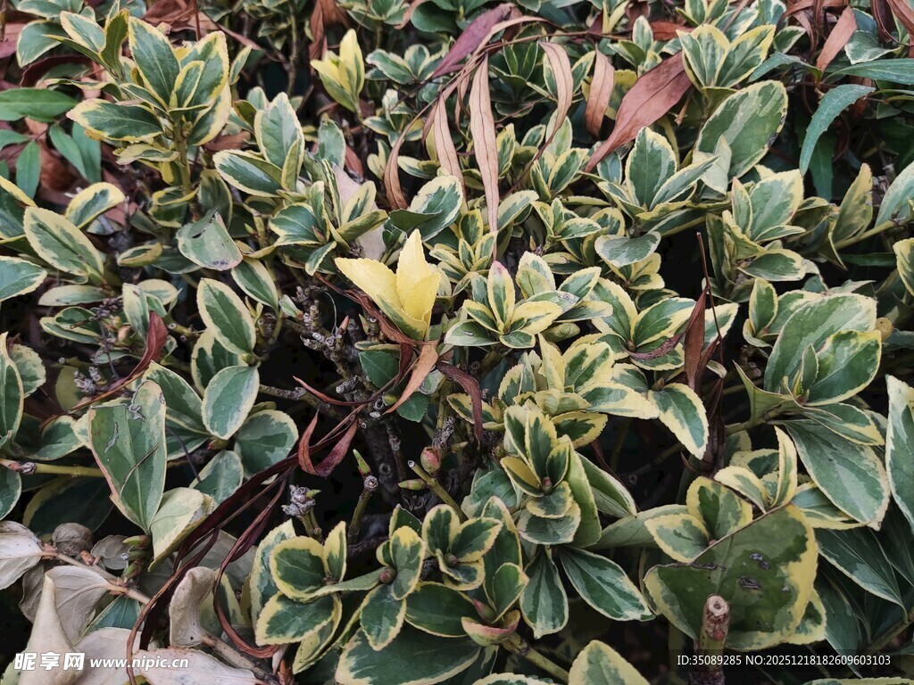 多彩叶片的植物景观