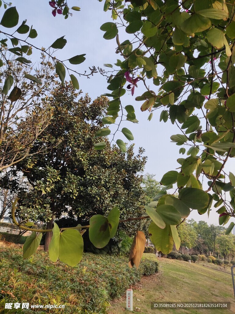 秋日公园绿意盎然景致