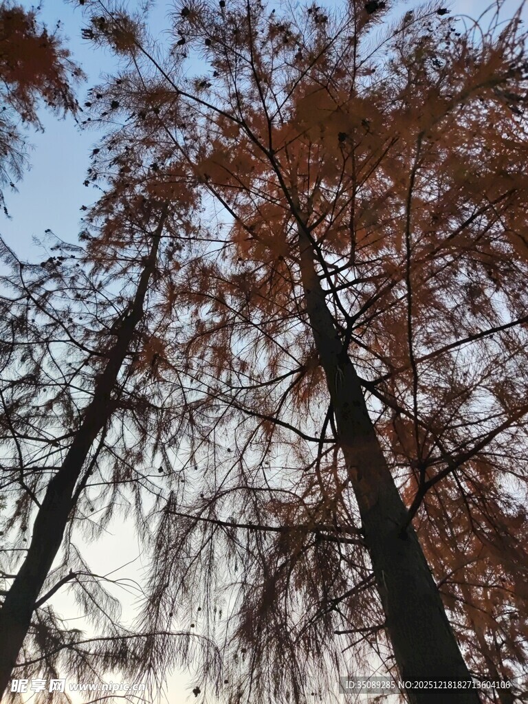 秋日挺拔水杉树