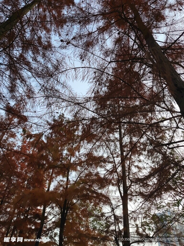 秋日树梢间的天空景致