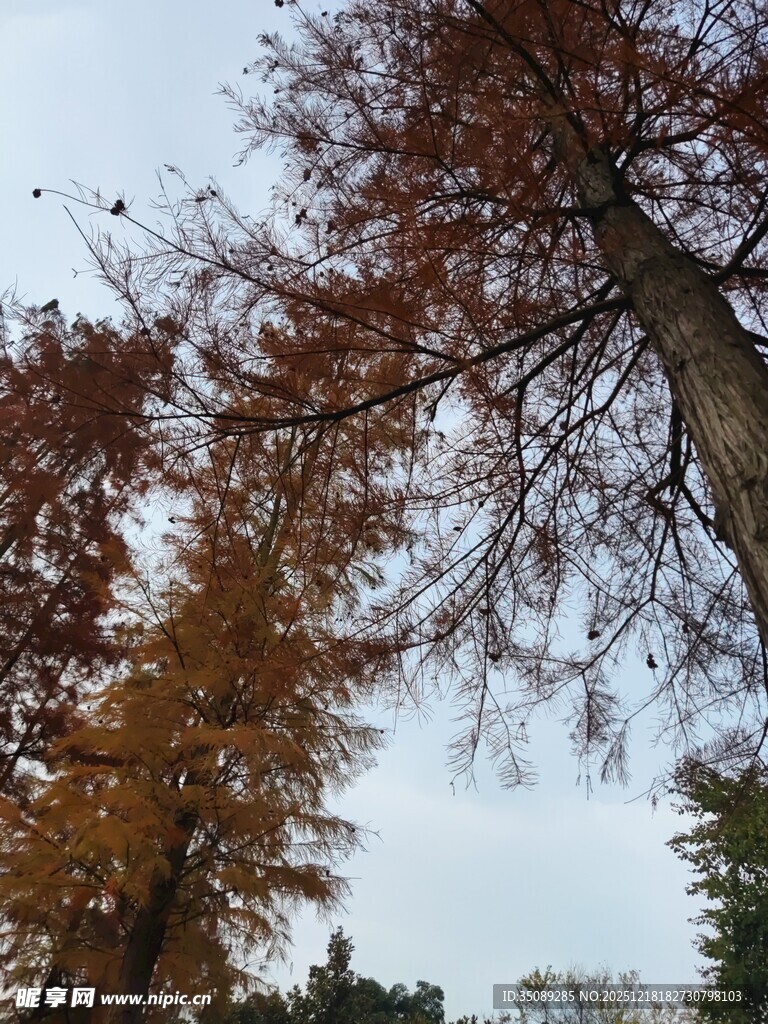 秋日挺拔水杉树景观