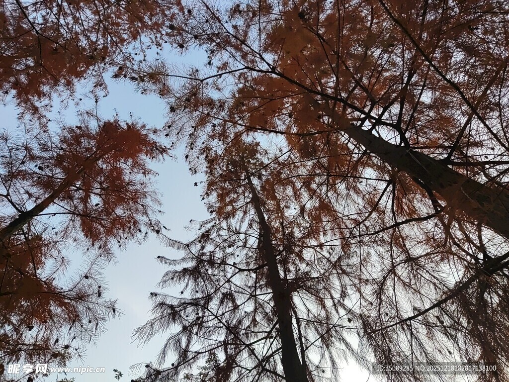 仰视红杉树的美丽景致