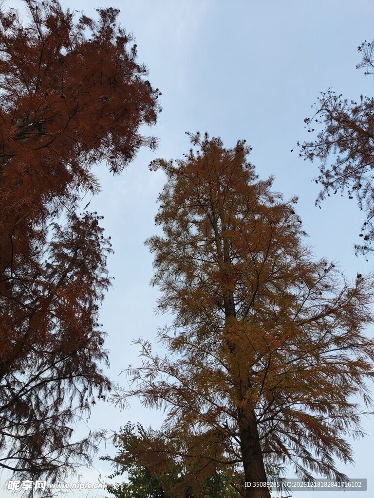 秋日挺拔的多彩树木