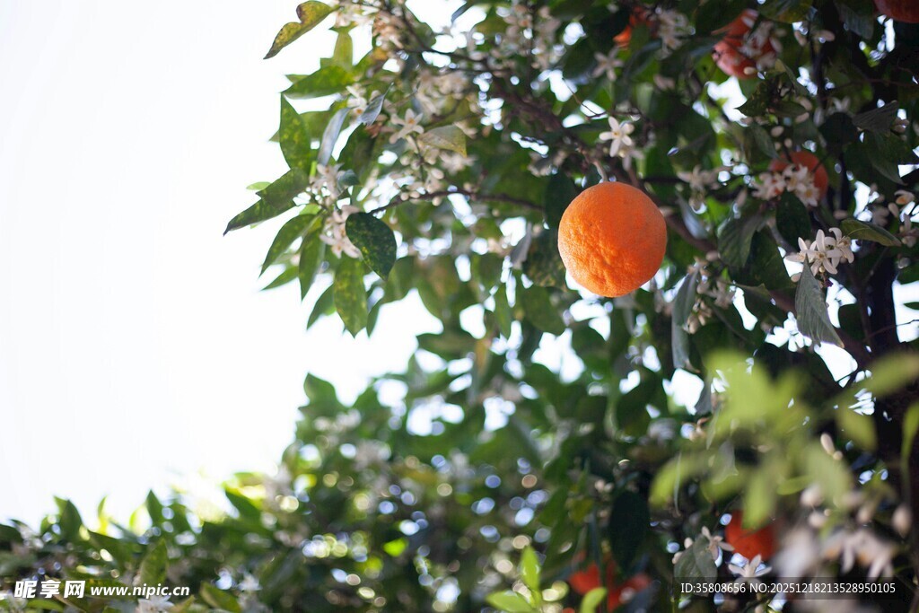 枝头橙果