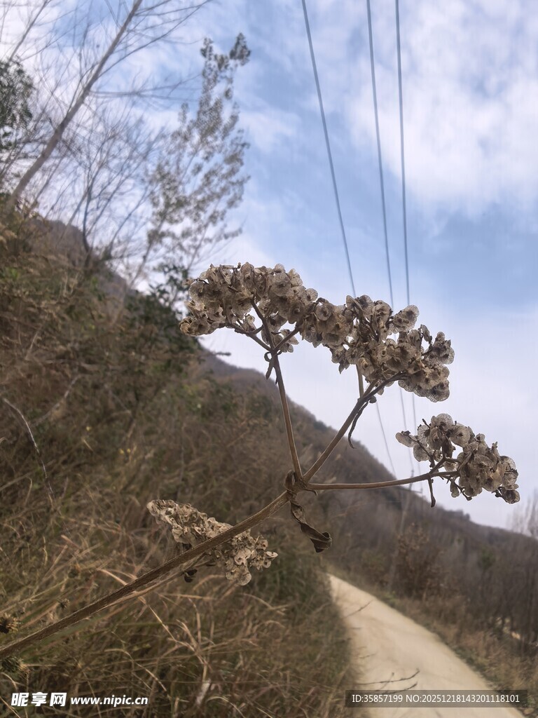 山间小道旁的枯树景象
