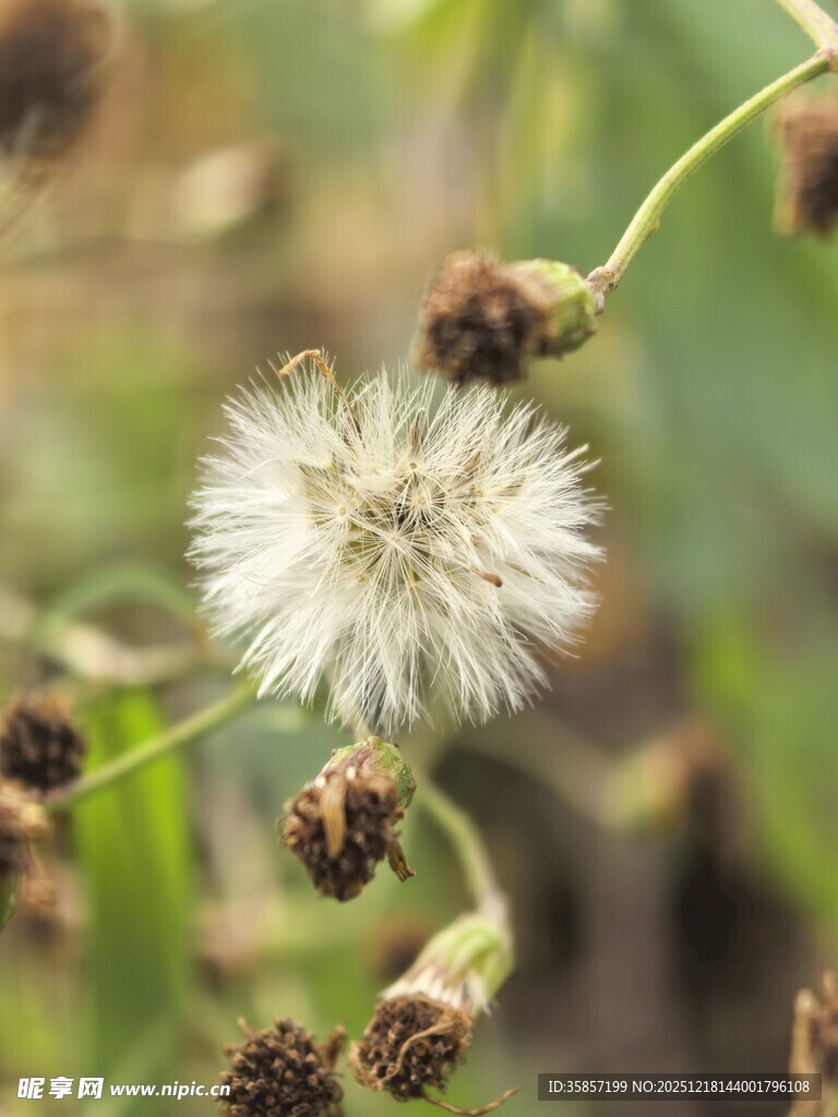 阳光下的蒲公英