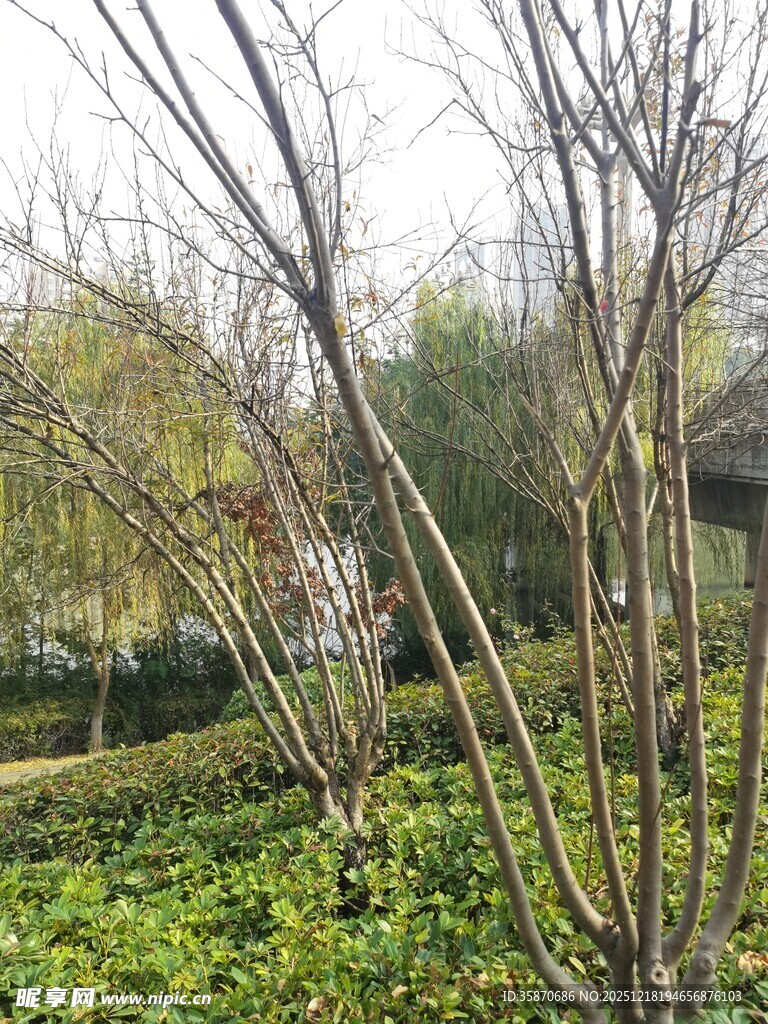 春日园林中的繁茂植物