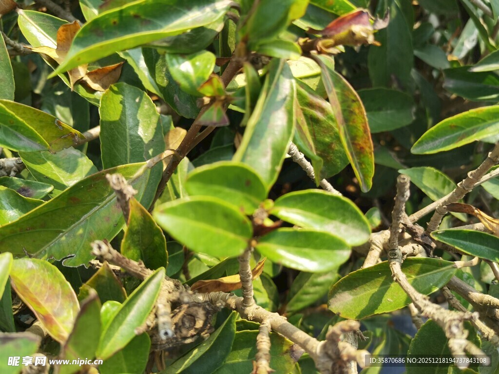 翠绿枝叶的植物特写