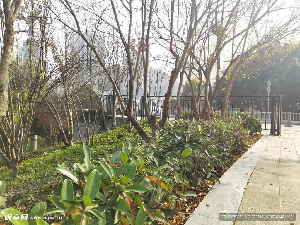 冬日公园小径绿植景观