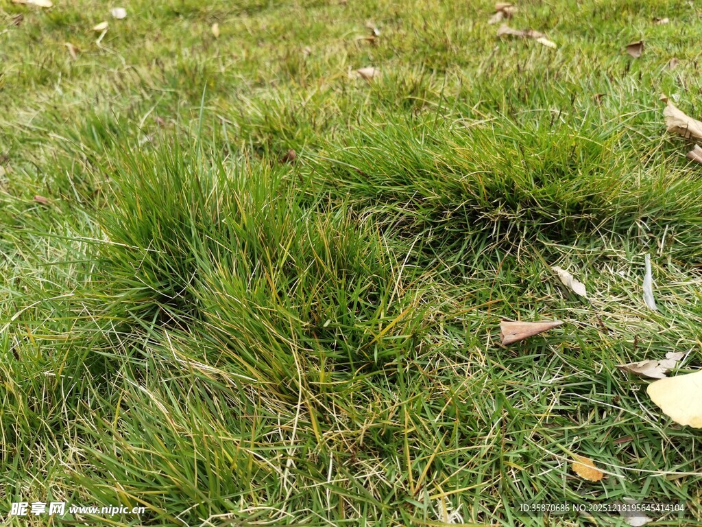 翠绿草地散落枯叶
