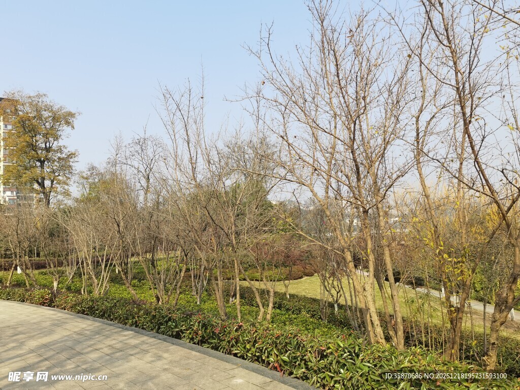 冬日路旁光秃树木景观