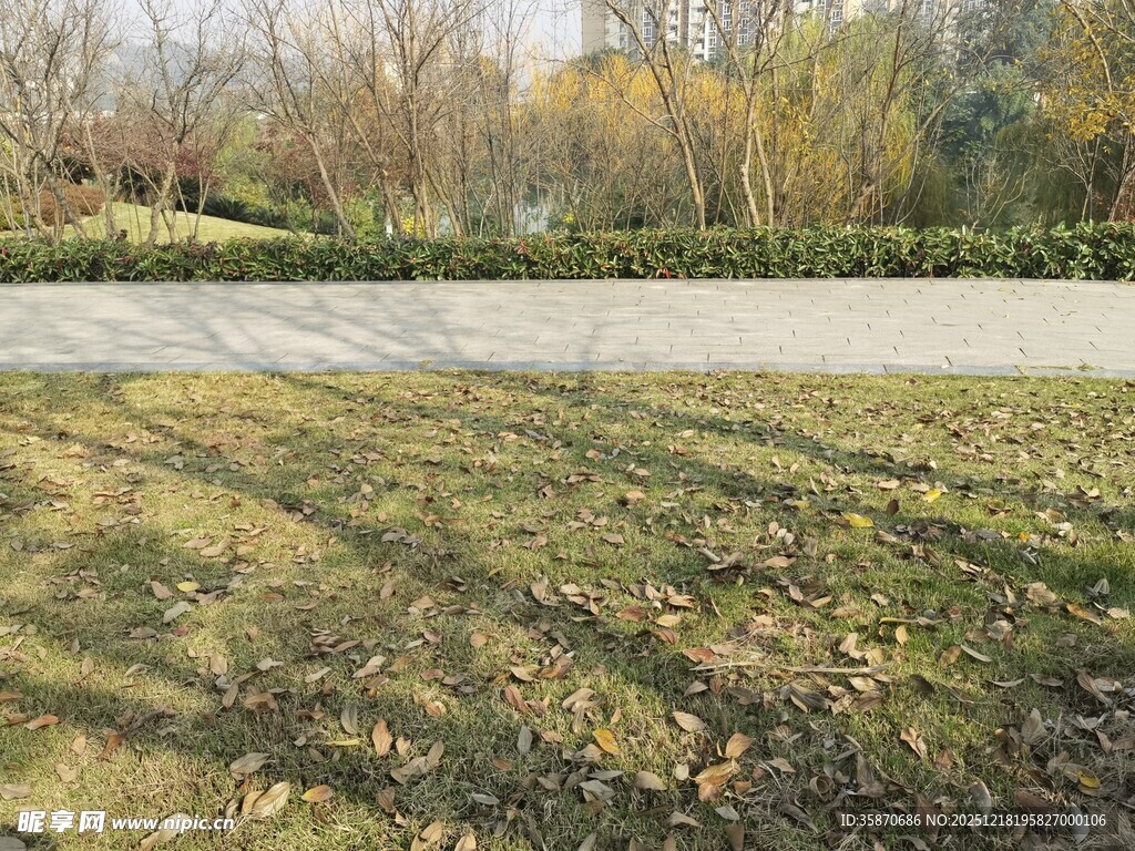 秋日公园草地与远处树林