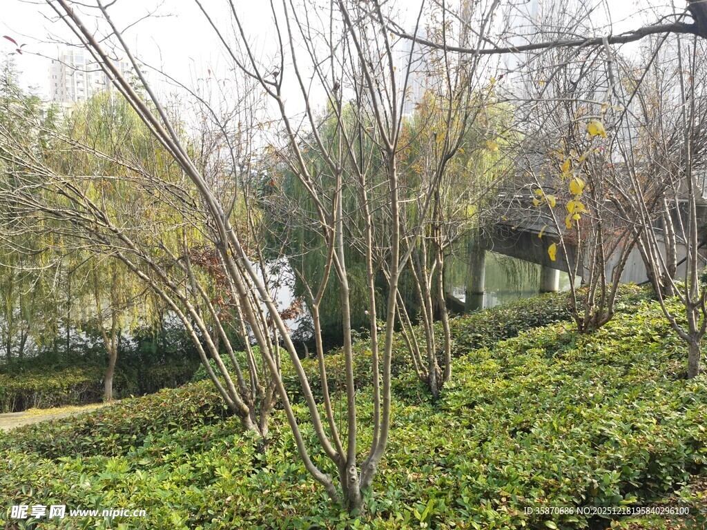 林间绿意盎然的静谧景致