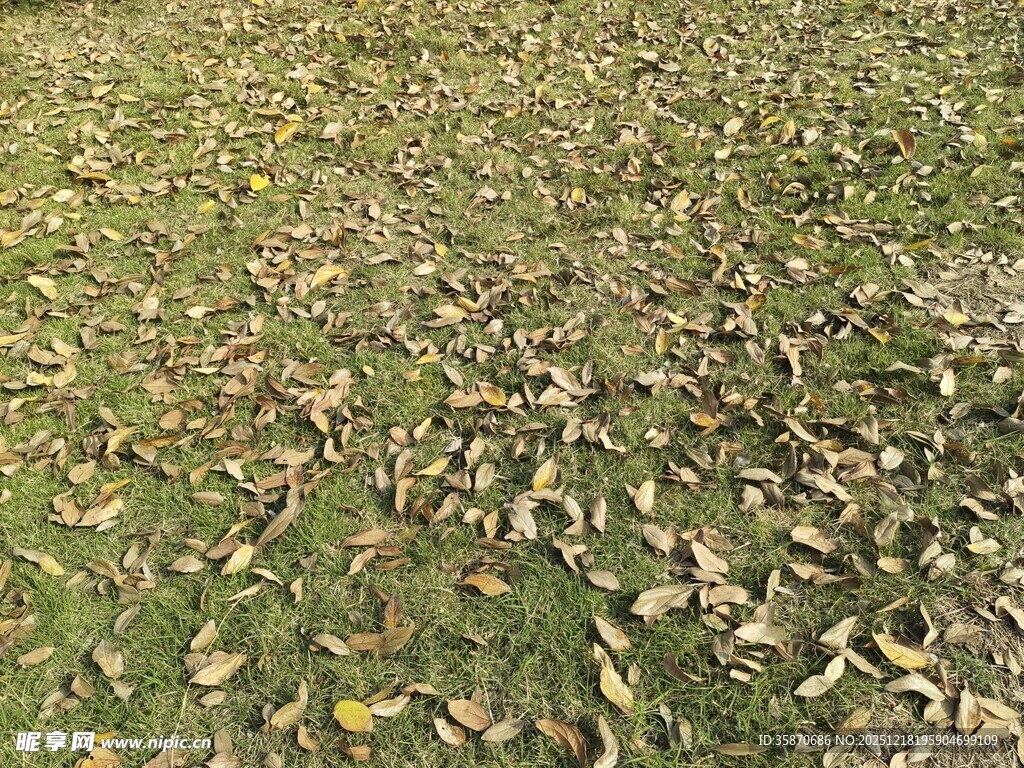 地面散落的枯黄落叶