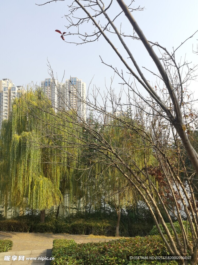 春日垂柳下的静谧景致