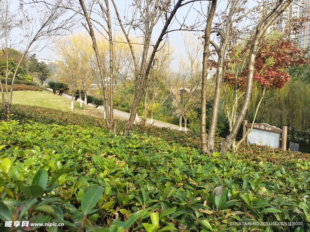 秋日公园绿植与树木景致