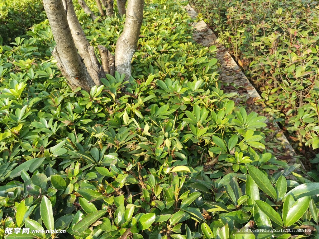 绿叶繁茂的树下植物景观