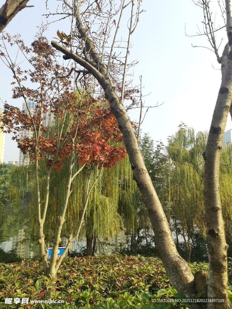 秋日湖畔树木景致