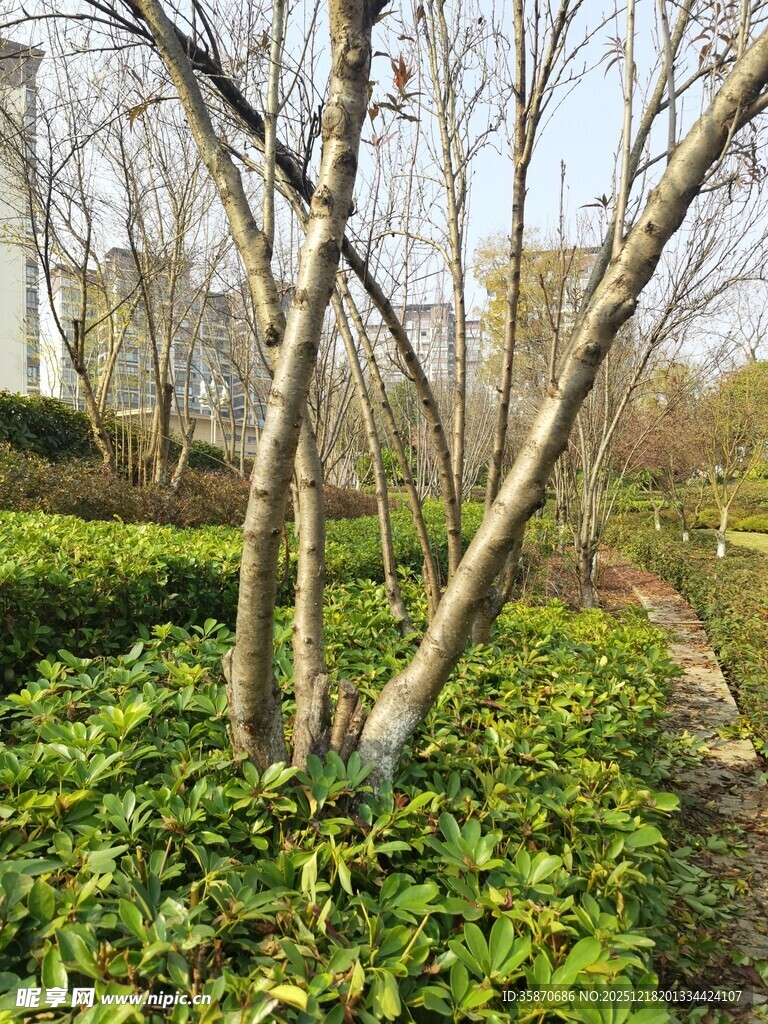 春日园林中的树木与绿植