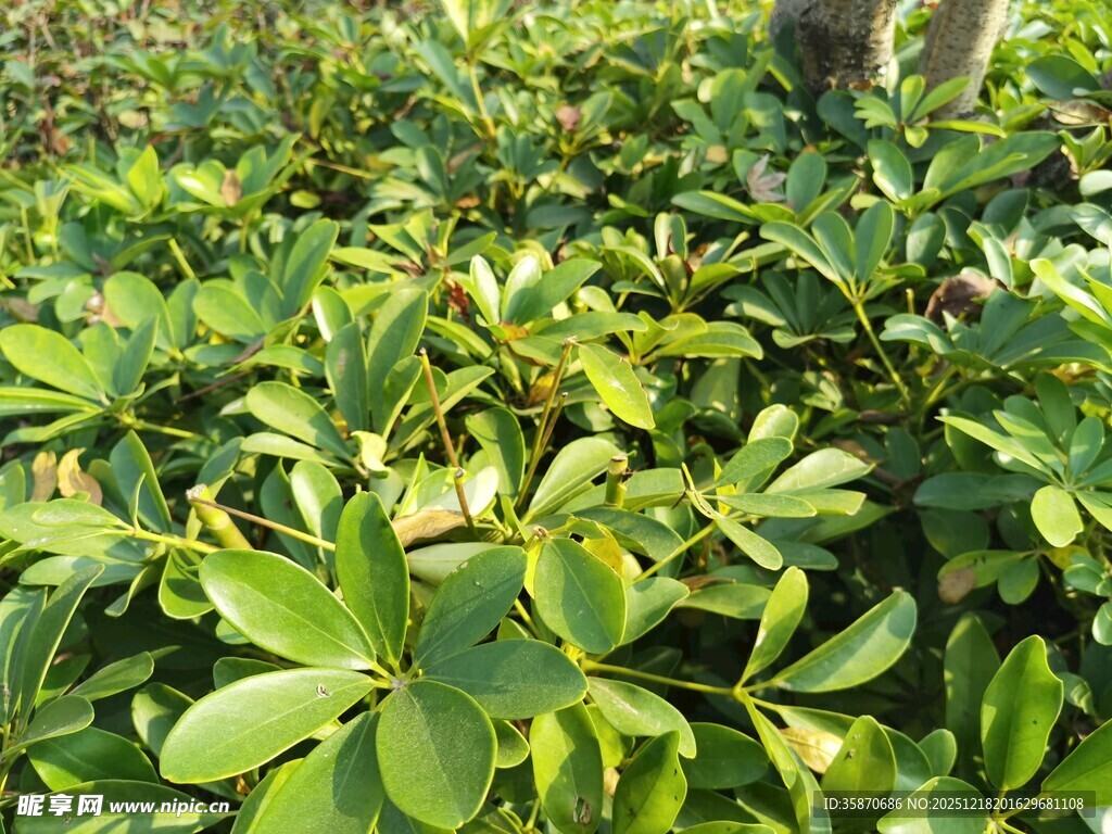 翠绿茂盛的海桐植物景观