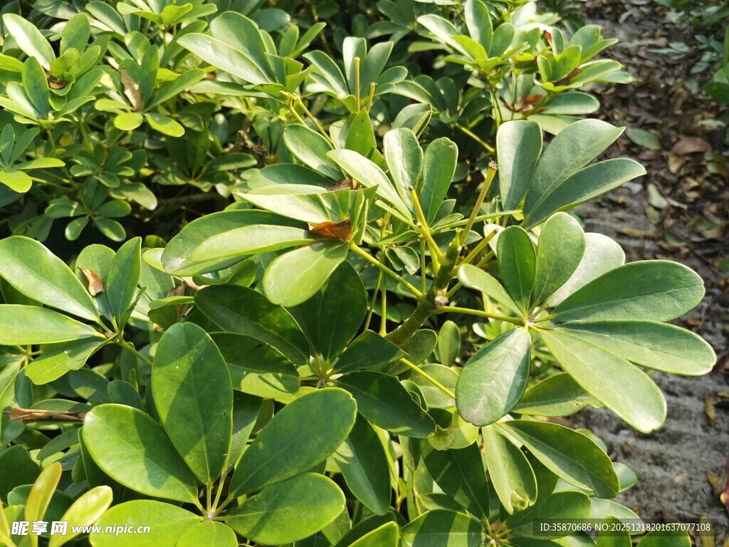 绿叶繁茂的绿植景观