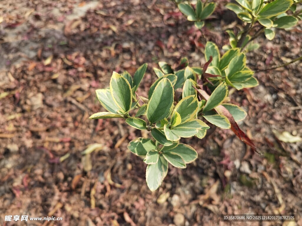 嫩绿植物生长于泥土间