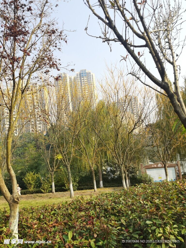 秋日公园树林景致