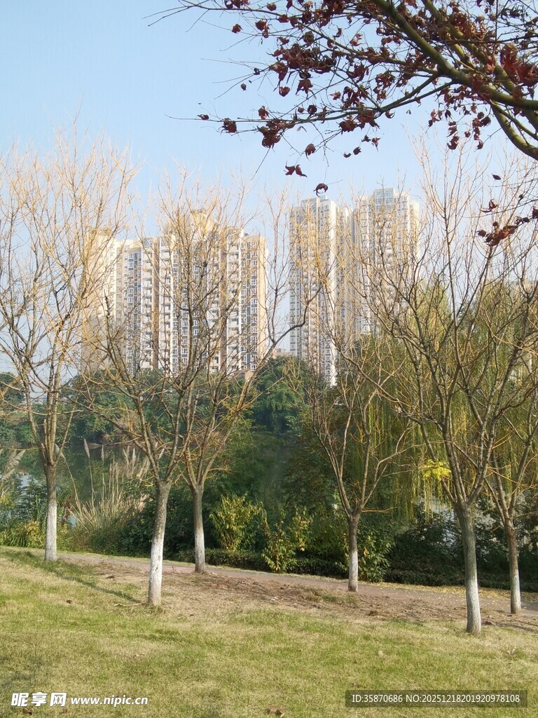 春日郊野树木与开阔草地