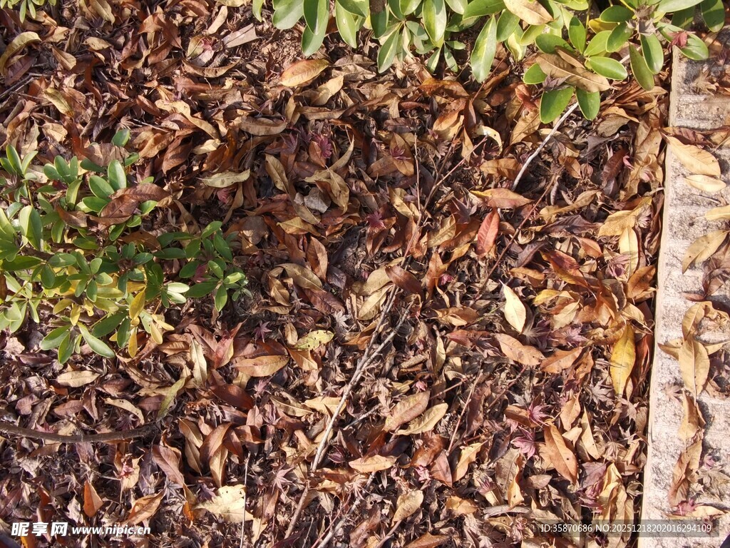 地面上的枯叶与绿植
