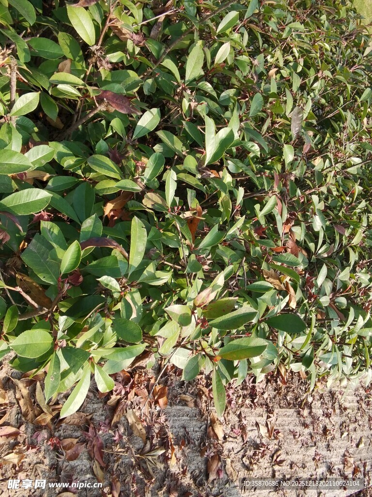 绿叶丛中的红色果实