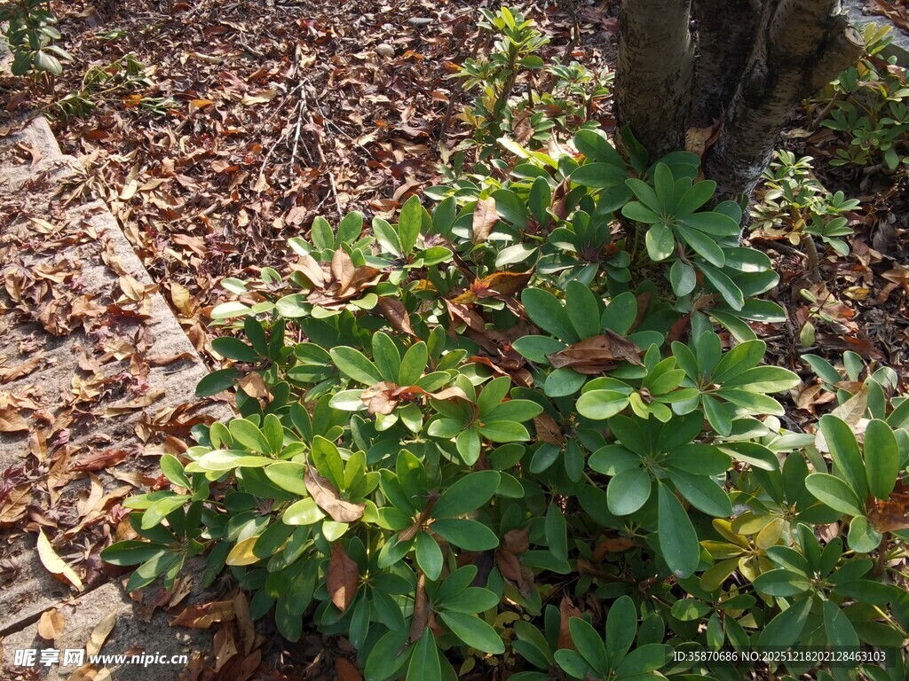 绿叶与落叶相映的景致