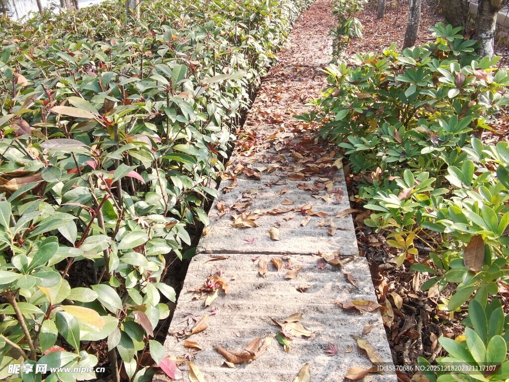 落叶铺径的绿植景观