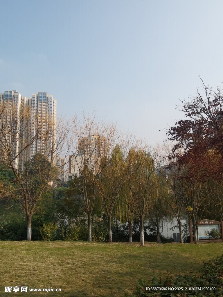 城市公园中的树木与高楼