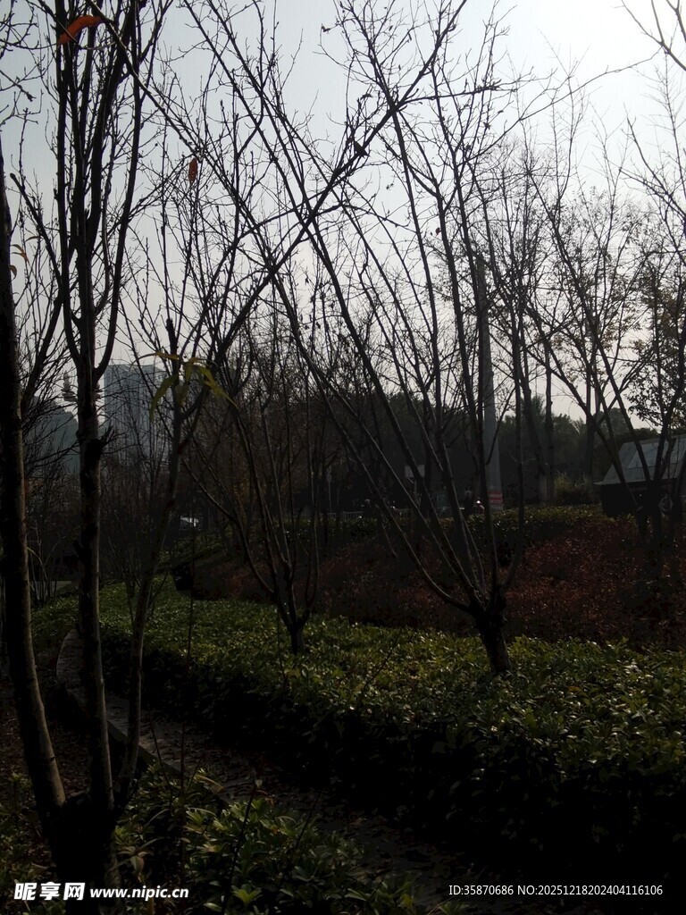 冬日枯树旁的绿植景观