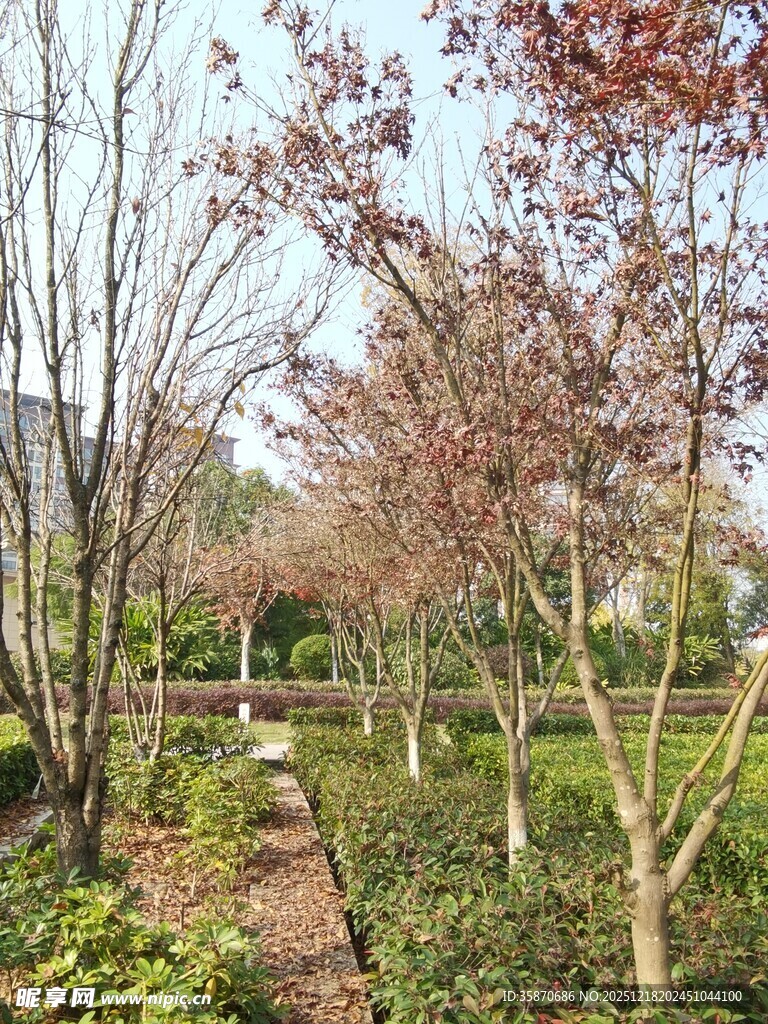 春日园林小径繁花绿树