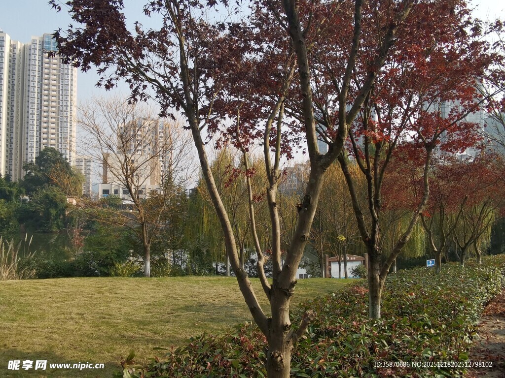 秋日公园树木与高楼景致