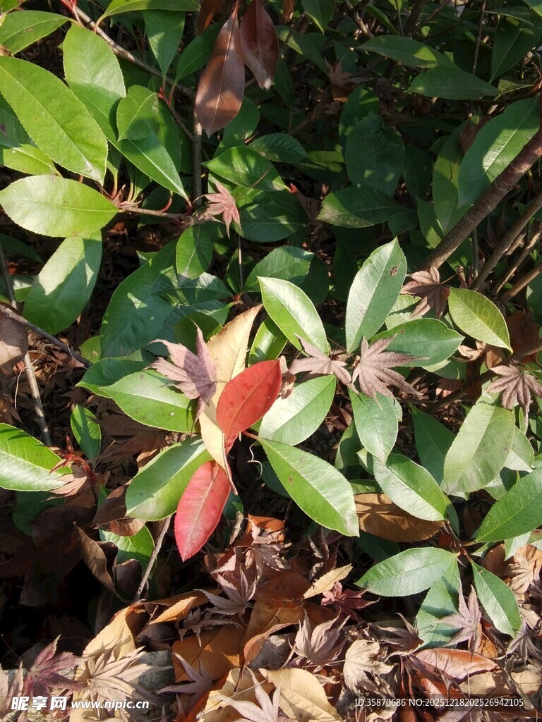 绿叶间的红嫩植物