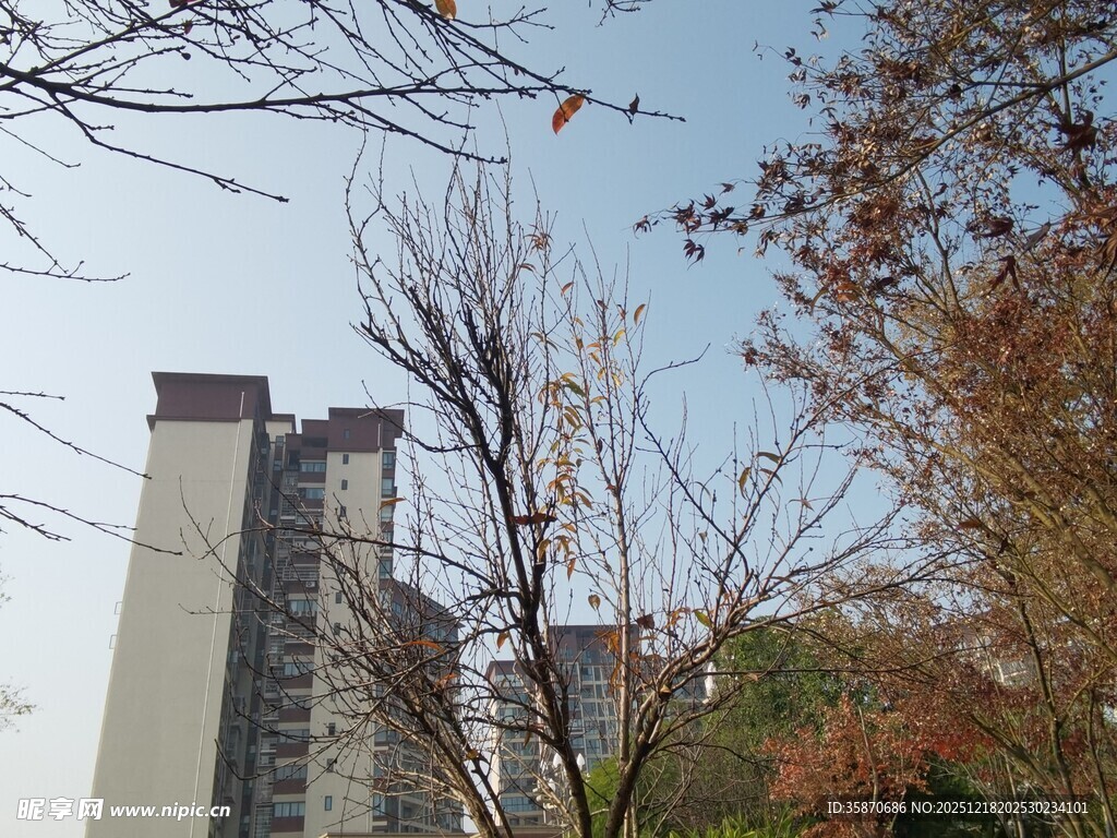 高楼旁的树木景观