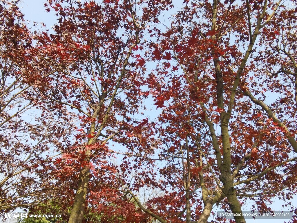 秋日红枫树枝与蓝天