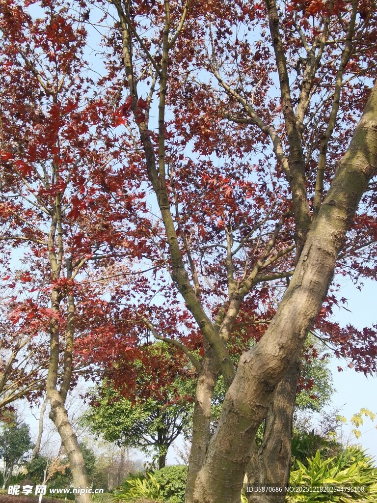 红枫树枝干与红叶景致